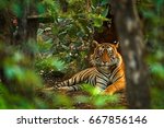 Indian tiger male with first rain, wild animal in the nature habitat, Ranthambore, India. Big cat, endangered animal. End of dry season, beginning monsoon.