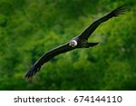 Andean Condor  Vultur Gryphus ...