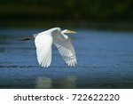 White Heron In Flight. White...