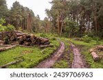 Pine forest. Pile of felled wood logs, lumber industry. Reforestation