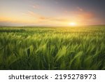 Meadow of wheat on sundown. Nature composition.