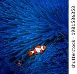 Two Clown Fish Swim Against The ...