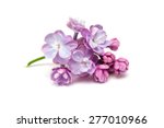 Lilac Flowers Isolated On A...