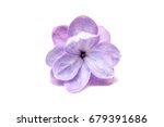 Lilac Single Flower Isolated On ...