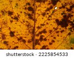 Backlit Autumn Leaf To...