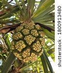 Pandanus Palm Seed Pod Texture