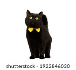 Black Cat Wearing Golden Bow...