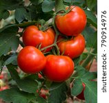 Small photo of Fresh mature tomatoes round indeterminate