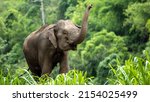Asia elephant in thailand  asia ...