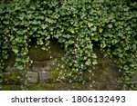 Ivy bush on a brick wall on a rainy autumn day, Glasgow, Scotland. 