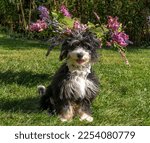 Small photo of A sweet and super cute black, white and tan mini-Bernedoodle female puppy who appears to have a very large flower hat on her head. The lavender flowers are actually sitting on a stool behind her.