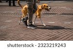 Small photo of Dog walker strides with his pet on leash while walking at street pavement. Well trained dog walking on loose leash next to owner in autumn park on warm sunny day. Street photo. copy space