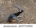 Small photo of Indian Black Buck Antelope Antelope cervicapra L The blackbuck also known as the Indian antelope. Sitting Black buck antelope deer.