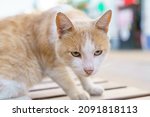 Small photo of Wild red and white cat, dirty and hungry, sits on bench in park and looks at everyone with a plaintive look. The pet is thrown into the street