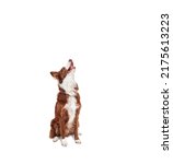 Brown And White Border Collie ...