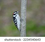 Woodpecker Searching Pest On...
