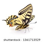 Old World Swallowtail  Papilio...