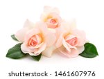 Three Beautiful Pink Roses On A ...