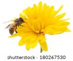 Honeybee And Yellow Flower Head ...