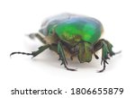 Green Beetle. Rose Chafer ...
