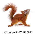 Eurasian Red Squirrel Isolated...