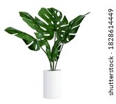 Monstera in a pot isolated on white background, Close up of tropical leaves or houseplant that grow indoor for decorative purpose.
