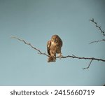 Small photo of owl on a dry branch waiting to pounce