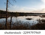 Small photo of Forest lowland swamp at sunset. Unsteady coast and hummocks overgrown with moss and fragrant marsh wild rosemary. The beautiful blue sky and pink cloudy haze are reflected in the calm water surface