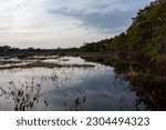 Small photo of Lowland swamp on the evening. Mossy bog hummocks and other vegetation stick out from the calm mirror-like water surface. On the unsteady shore wild rosemary and pine forest. Cloudy skies before sunset