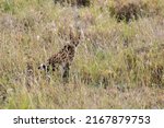 Serval Cat At The Reserve Of...