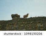 Sheep On The Wall
