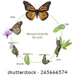 Butterfly Life Cycle Free Stock Photo - Public Domain Pictures