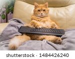 Cat surfing on internet seating like a human and checking his social networks