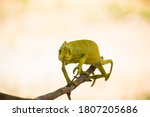 Small photo of CHAMELEON 180 degree eye rotter posing a straight