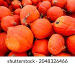 Pumpkin Golden Hubbard   Orange ...
