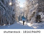 Cross country skiing in the forest, Sumava, Czech republic