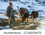 Small photo of Joshimath, Uttarakhand, India - December 8 2019: Man with two yaks near Auli village near Joshimath town, yaks is typical domestic animal in Indian Himalayas mountain