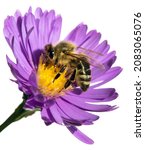 Bee Or Honeybee In Latin Apis...