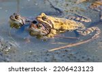 Small photo of European Common brown Frog or European grass frog in latin Rana temporaria with eggs, pond water amphibian animal