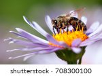 Detail of honeybee in latin...