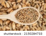 Small photo of Triticale grain texture. Cereal grain on wooden spoon isolated.