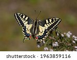 The Wonderful Swallowtail...