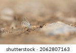 Small photo of little brown butterfly picking up minerals from the ground, Plebejus carmon