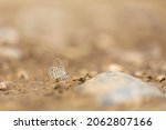 Small photo of little brown butterfly picking up minerals from the ground, Plebejus carmon