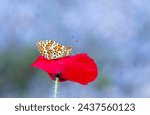 Small photo of A beautiful butterfly on a poppy plant, Melitaea trivia ( Syriaca )