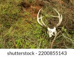 Deer antlers are made of bones that grow and shed every year. They are the fastest growing tissue known to man that can grow half inch per day. Here are deer antlers in a forest.