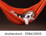 Small Beagle Puppy Sleeping In...