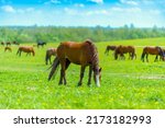 A beautiful brown horse grazes on a flowering sunny meadow in a field along with a herd of horses. Purebred mare on pasture in summer. Landscape, wallpaper.