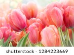 Pink Tulips In Pastel Coral...