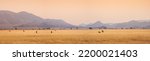Small photo of African landscape at sunset with silhouettes of mountains, Antelopes Oryx in savanna. Herd of an Oryxes in grassland in Sesriem valley, Namibia. Wildlife and safari in South Africa, panoramic view.